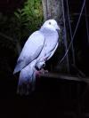 Maurice