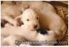 Chiot Setter Anglais