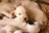 Chiot Setter Anglais