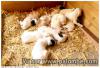 Chiot Setter Anglais