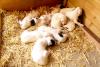 Chiot Setter Anglais