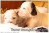 Chiot Setter Anglais