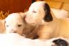 Chiot Setter Anglais