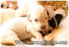 Chiot Setter Anglais