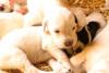 Chiot Setter Anglais