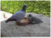 pioupiou et bernabé