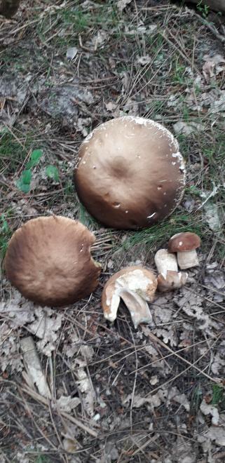 20200710140322cepes2020001.jpg