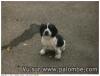 chien