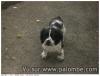 chien