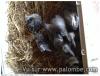 paloumettes
