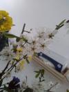 Fleurs sauvages