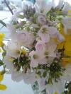 Fleurs sauvages