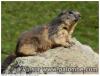 marmotte