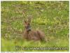 Monsieur Bambi