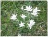 edelweiss