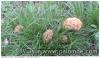 Morilles