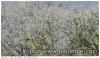 Palombes dans les arbres