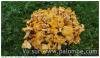 Première girolles de l'année :-)