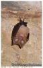 Chauve-souris ..