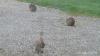 Lapin pour changer un peu des palombes ;-)