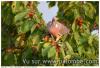 Palombe et cerises 4