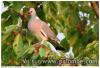 Palombe cerisier