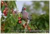 Palombe et cerises