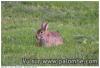 Lapin