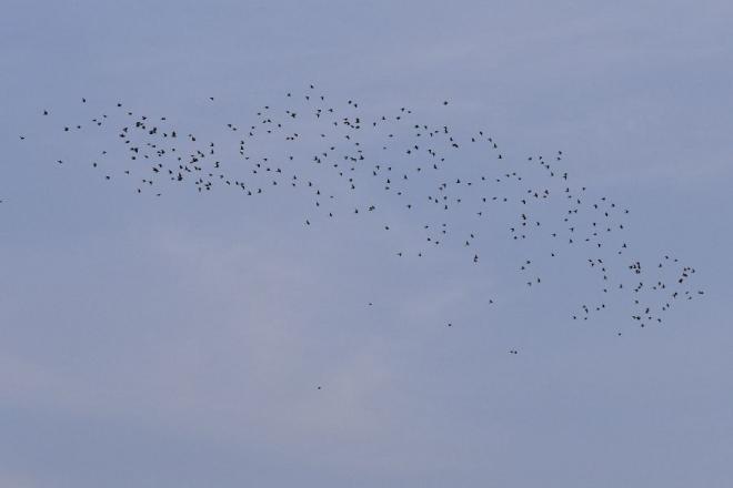 20230221175559dsc_0258a_w660h660.jpg
