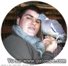 palombe