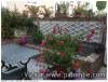 Fuschias