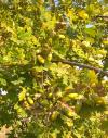 Glands Sparnaciens
