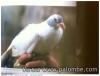 Palombe albinos