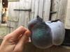 Pigeon original
