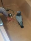 Le bain du chef