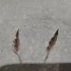 Plume du peintre