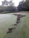 Sanglier golfeur