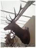 Salon de la chasse2015