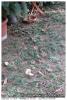 Sapin