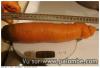 Carotte bio garantie