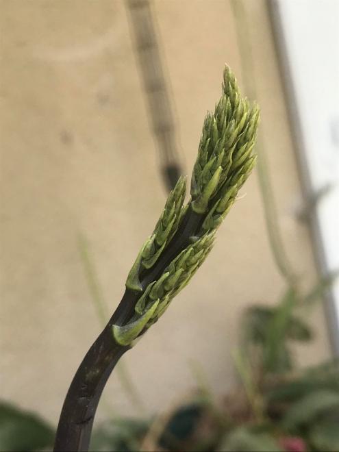 20210328111429aspergesauvage2.jpg