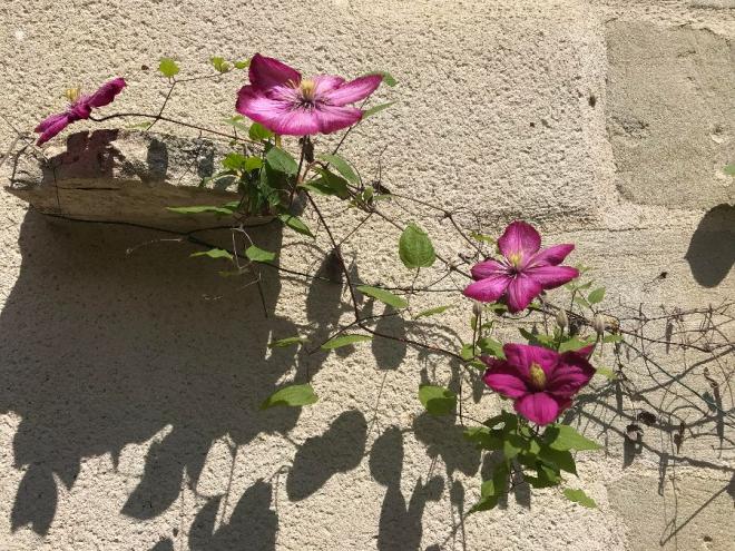 20210422091417clematitevilledelyon.jpg