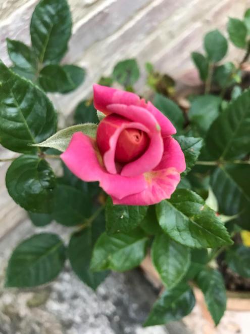 20230525081759rosettaenbouton.jpg
