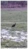 Drôle d'oiseau