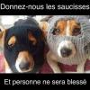 Les chiens toujours prêt à tout