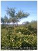 arbre de pose