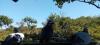 Dressage