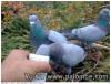 les pigeons