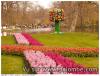 HOLLANDE KEUKENOF tulipes et jacinthes