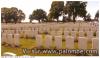 BATAILLE DE LA SOMME